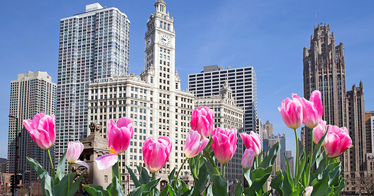 https://43565057.fs1.hubspotusercontent-na1.net/hubfs/43565057/flowers-in-chicago.jpg